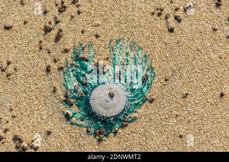 Top view of mysterious and beautiful creature, bioluminescent Blue Button or Porpita porpita washed ashore at Velneshwar beach situated on the coast o Stock Photo