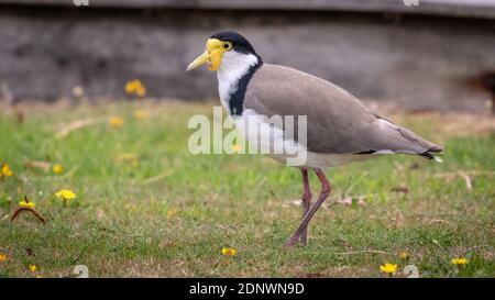 Masked Lapwing (Vanellus miles) Stock Photo