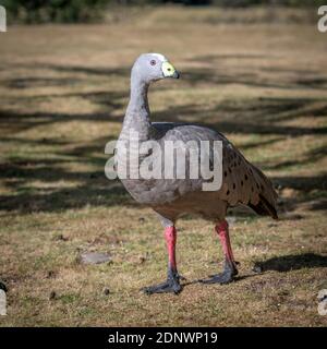 Cape Barren Goose (Cereopsis novaehollandiae), Tasmania Stock Photo