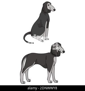 Cute cartoon Saluki dog vector clipart. Pedigree borzoi dog for kennel club. Purebred domestic sighthound puppy training for pet parlor illustration Stock Vector