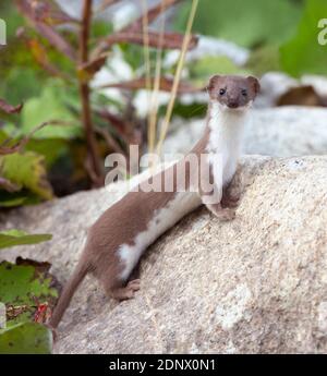 The Least Weasel (Mustela nivalis), Little Weasel or Common Weasel on a rock looking at the camera. Stock Photo