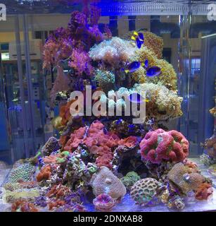 Reef aquarium with Blue tang (Paracanthurus hepatus) Stock Photo