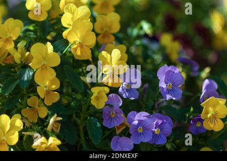 Small yellow and purple pansies blooming (Viola cornuta Admire Clear Mix) Stock Photo