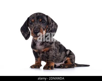 Super cute black tiger Dachshund aka teckel dog puppy, sitting up side ways. Droopy face and looking at camera. Isolated on white background. Stock Photo