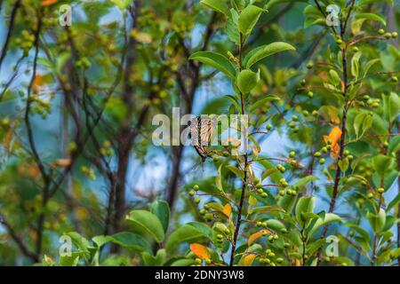 Monarch butterflies mating on a summer day in northern Wisconsin. Stock Photo