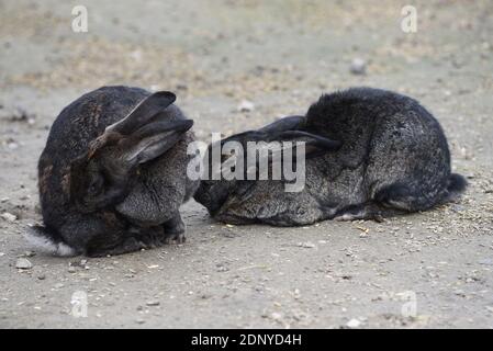 Rabbits in the garden while resting. Stock Photo