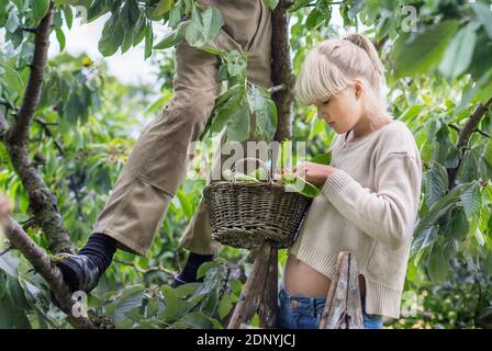 Girl picking cherries Stock Photo