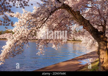 Japanese Cherry Tree Blossoms around the Jefferson Memorial Tidal Basin, Washington, DC, USA Stock Photo
