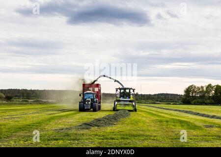 Forage harvester and tractor harvesting crops Stock Photo