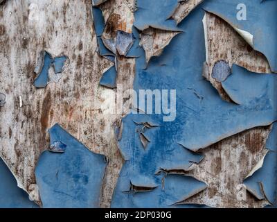 Old blue paint peeling from wooden background, great texture. Stock Photo