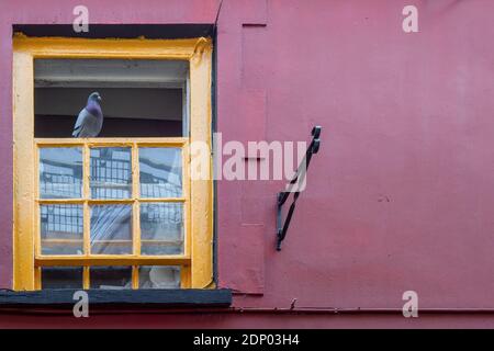 Pigeon perched on open window of colourful Devon house, England. Stock Photo