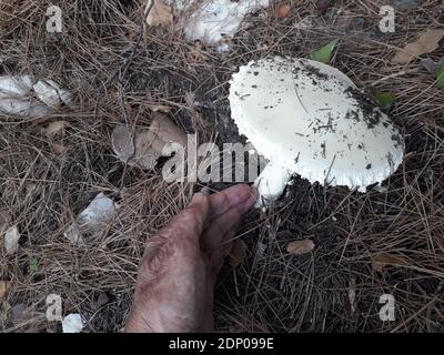 Large white mushroom in the woods, early autumn, Greece. Hand for scale Stock Photo