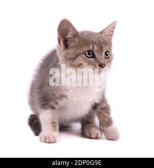 Beautiful small gray kitten isolated on white background. Stock Photo