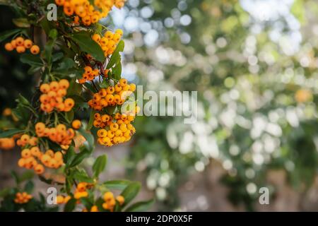 Berries of the yellow Asian blackthorn evergreen shrub Pyracantha rogersiana orange plant variety on a bokeh background. Stock Photo