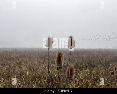 A foggy silhouetted tree framed of two plants at a foggy field with blurry birds in the sky, typical autumn mood morning with the view over a Stock Photo
