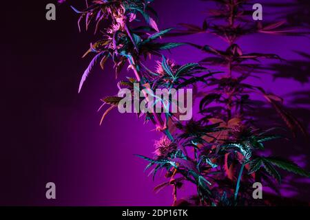 Cannabis marijuana flowering bush with buds in a deep purple light color. Artistic fashion modern style cannabis background. Plant of female marijuana Stock Photo