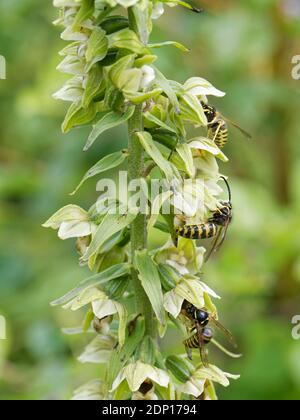 Saxon wasps (Dolichovespula saxonica) nectaring from Broad-leaved helleborine (Epipactis helleborine) flowers, Bath and Northeast Somerset, UK, July. Stock Photo