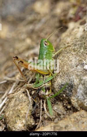 Meadow grasshopper (Chorthippus parallelus) female laying eggs in warm soil on a south-facing chalk grassland slope, Bath and Northeast Somerset, UK, Stock Photo