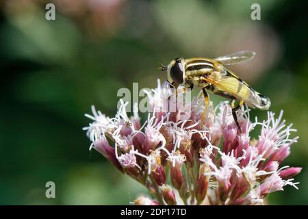 Large tiger hoverfly / Sun fly (Helophilus trivittatus) nectaring on Hemp agrimony (Eupatorium cannabinum) flowers, Catcott Lows NNR, Somerset, UK. Stock Photo