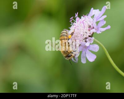 Honey bee (Apis mellifera) nectaring on a Small scabious (Scabiosa columbaria) flowerhead on a chalk grassland slope, Bath and Northeast Somerset, UK, Stock Photo