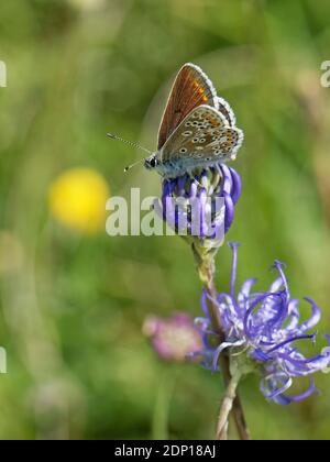 Brown argus butterfly (Aricia agestis) nectaring on a Round-headed rampion (Phyteuma orbiculare) on a chalk grassland down, Wiltshire, UK, July. Stock Photo