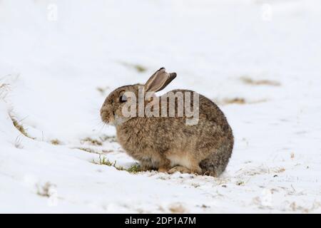 European rabbit (Oryctolagus cuniculus) foraging in the snow in winter, Scotland, UK Stock Photo