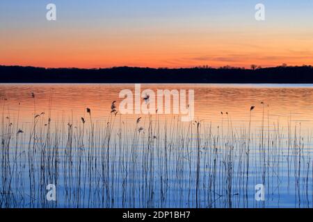 Abstract pattern of common reed (Phragmites australis / Phragmites communis) silhouettes reflected in water of lake at sunset in spring Stock Photo