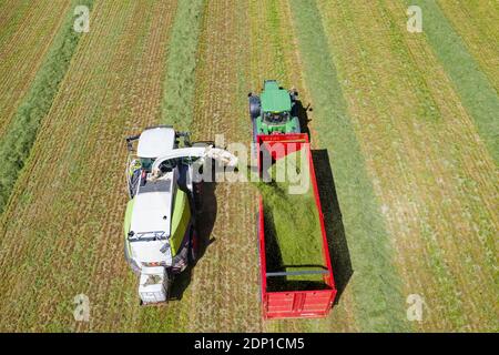 Forage harvester and tractor harvesting crops Stock Photo
