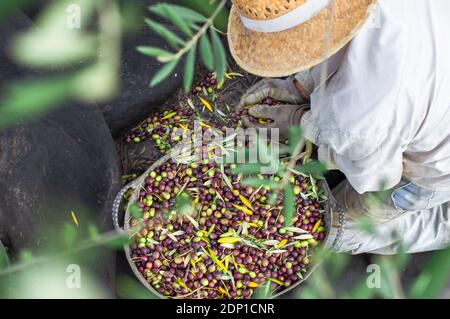 Top view of a farmer with straw hat putting olives in a bucket in the countryside. Stock Photo