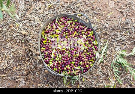 Big bucket full of freshly picked olives in the countryside. Harvest of olive trees. Stock Photo