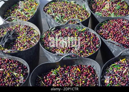 Olive harvest: Close up of large buckets full of freshly picked olives in the sun. Stock Photo