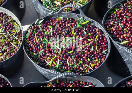 Olive harvest: Close up of large buckets full of freshly picked olives on sunny day. Stock Photo