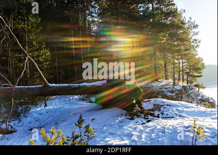 A winter forest landscape with a fallen tree and bright sunlight streaming through the trunks of pine trees. Pine forest on a snowy cliff Stock Photo