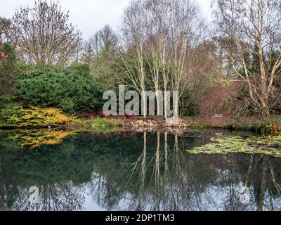 GREAT TORRINGTON, NORTH DEVON - 21 NOVEMBER, 2020: The lake in the RHS garden, Rosemoor. Stock Photo