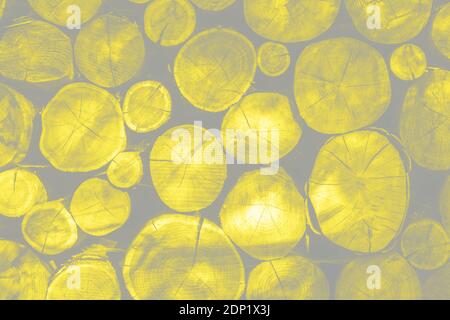 Wood logs background. Visualization trendy colors of year 2021 - Gray and Yellow. Close-up Stock Photo