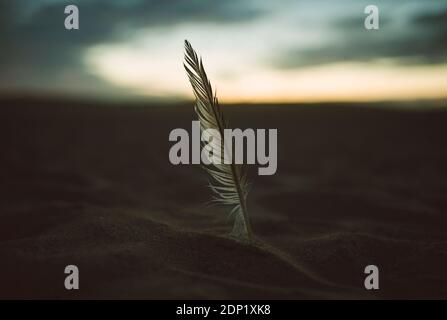 Feather stuck in sand on beach Stock Photo