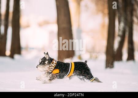 Miniature Schnauzer Dog Or Zwergschnauzer In Outfit Playing Fast Running In Snow Snowdrift At Winter Day