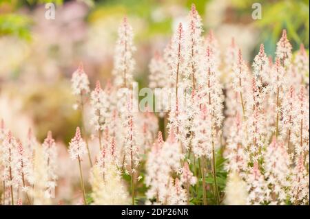 Tiarella ‘Sugar and Spice’, Foam Flower ‘Sugar and Spice', in flower Stock Photo