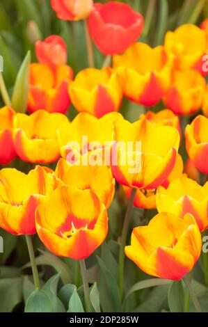 Tulipa ‘Flair’, Single Early Tulips, in flower Stock Photo