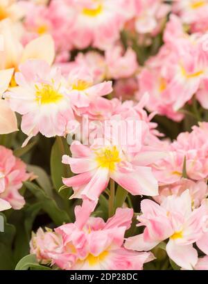 Tulipa ‘Peach Blossom’, Double Early Tulips in flower Stock Photo