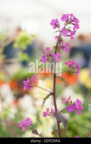 Honesty ‘Chedglow', Lunaria annua ‘Chedglow’, in flower Stock Photo