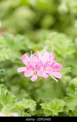 Rose-Scented Pelargonium (Geranium) Pink Capitatum, in flower Stock Photo