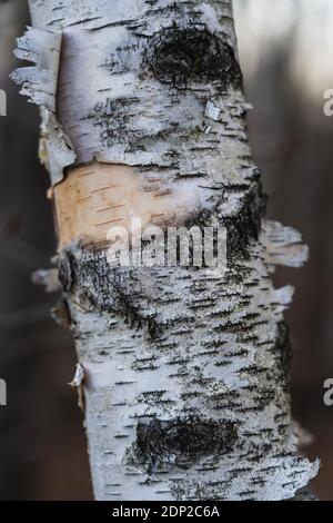 Closeup of the trunk of a birch tree in the Catskills Stock Photo