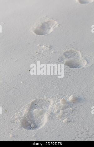 Tracing foot steps of a person on snow at dark. Close up image shows the footprints of one person scattered along the snow covered ground. There are m Stock Photo