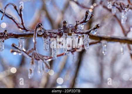 Close up macro image of tiny tree branches covered with water ice and icicles hanging down from them. It is a sunny day with light reflecting and refr Stock Photo