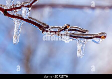 Close up macro image of tiny tree branches covered with water ice and icicles hanging down from them. It is a sunny day with light reflecting and refr Stock Photo