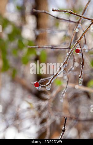 Tiny tree branches in forest covered with ice and icicles are hanging below. There are red wild fruits also in ice on the leafless trees. Blurred back Stock Photo