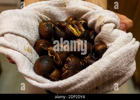 Roasted chestnuts in shells right out of the pan emptied in muslin cloth for cooling. A person is holding it in hands. The chestnuts have darkened she Stock Photo