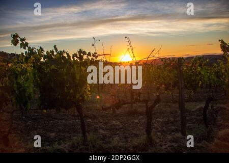 At Montalcino - Italy - On august 2020 -  vineyard  at sunset in  tuscan countryside Stock Photo