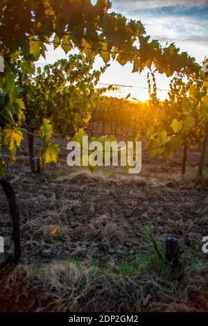 At Montalcino - Italy - On august 2020 -  vineyard  at sunset in  tuscan countryside Stock Photo